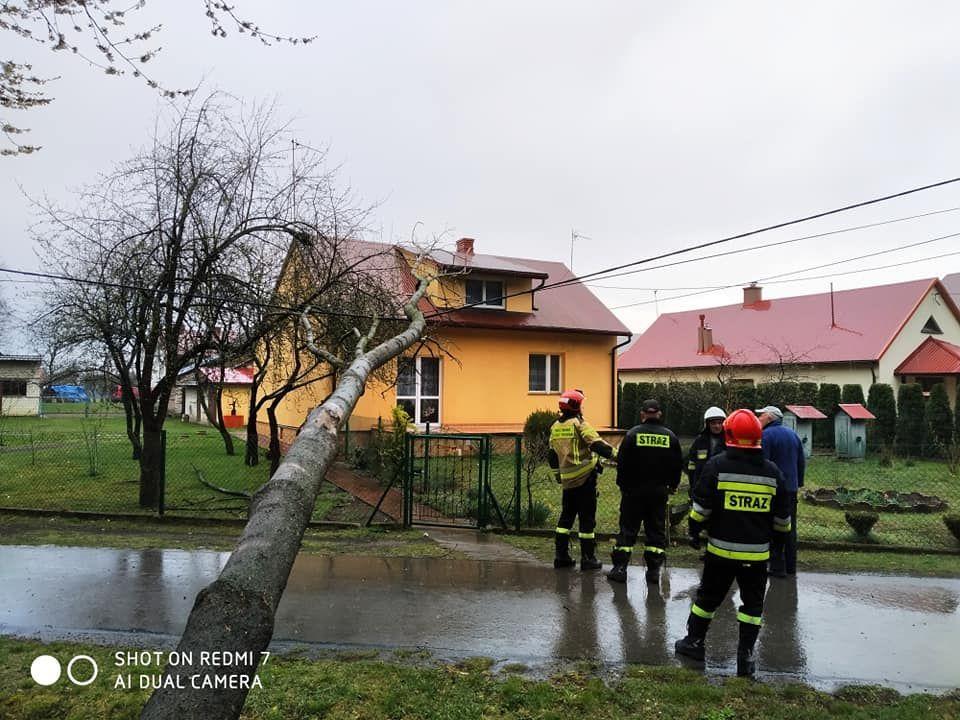 Dwa zastępy: JRG Przeworsk i OSP Tryńcza usuwały w poniedziałek dwa powalone drzewa.<br/>fot.KSRG OSP Tryńcza