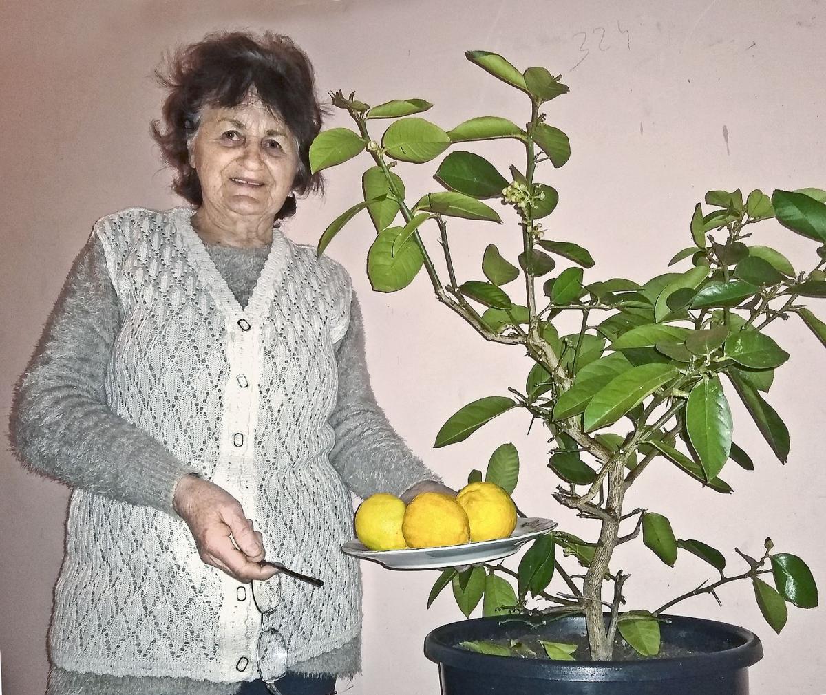 – Do cytryny, tak jak do innych kwiatów, trzeba mieć serce i dobrą rękę – mówi pani Aniela.<br/>fot.AB 