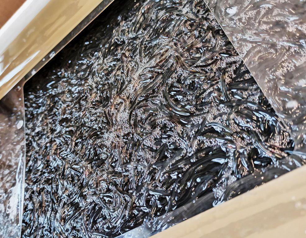 W specjalnych kartonach funkcjonariusze Krajowej Administracji Skarbowej znaleźli łącznie 50 plastikowych pojemników, w których przewożone były młode okazy węgorza europejskiego zwanego węgorzem szklistym. Gatunku objętego ochroną na mocy Konwencji Waszyngtońskiej CITES.<br/>fot.KAS Rzeszów