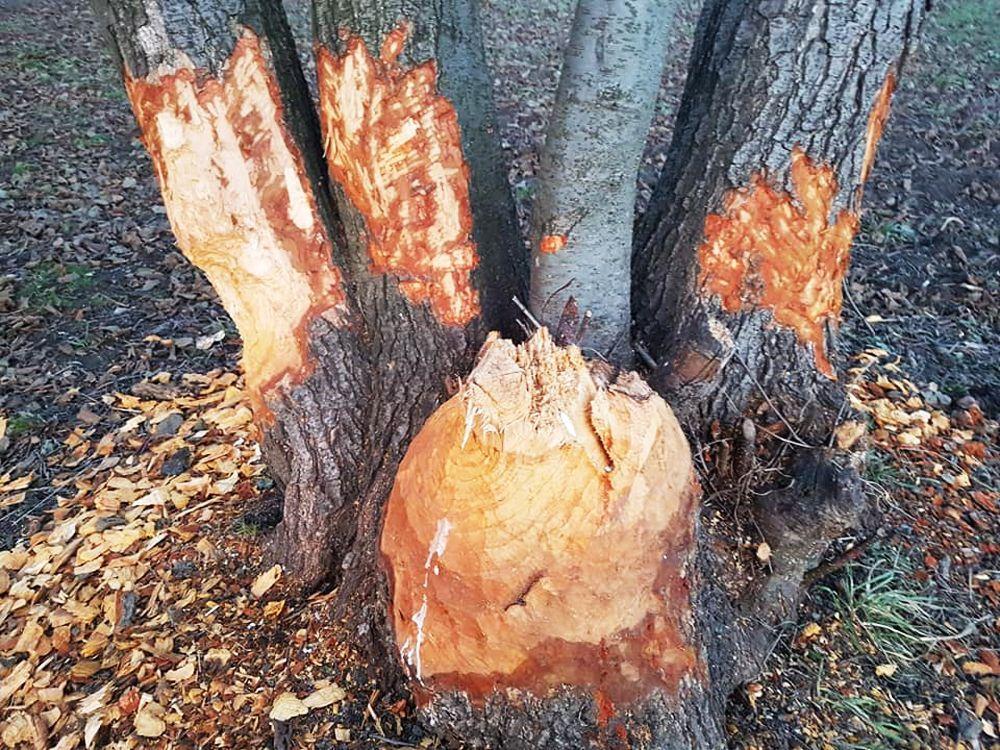 Bobry drzewo o średnicy 25 cm są w stanie ściąć w ciągu 6 minut. W niektórych miejscach nad brzegiem Żurawianki jest prawdziwe pobojowisko.<br/>fot.Mariusz Godos