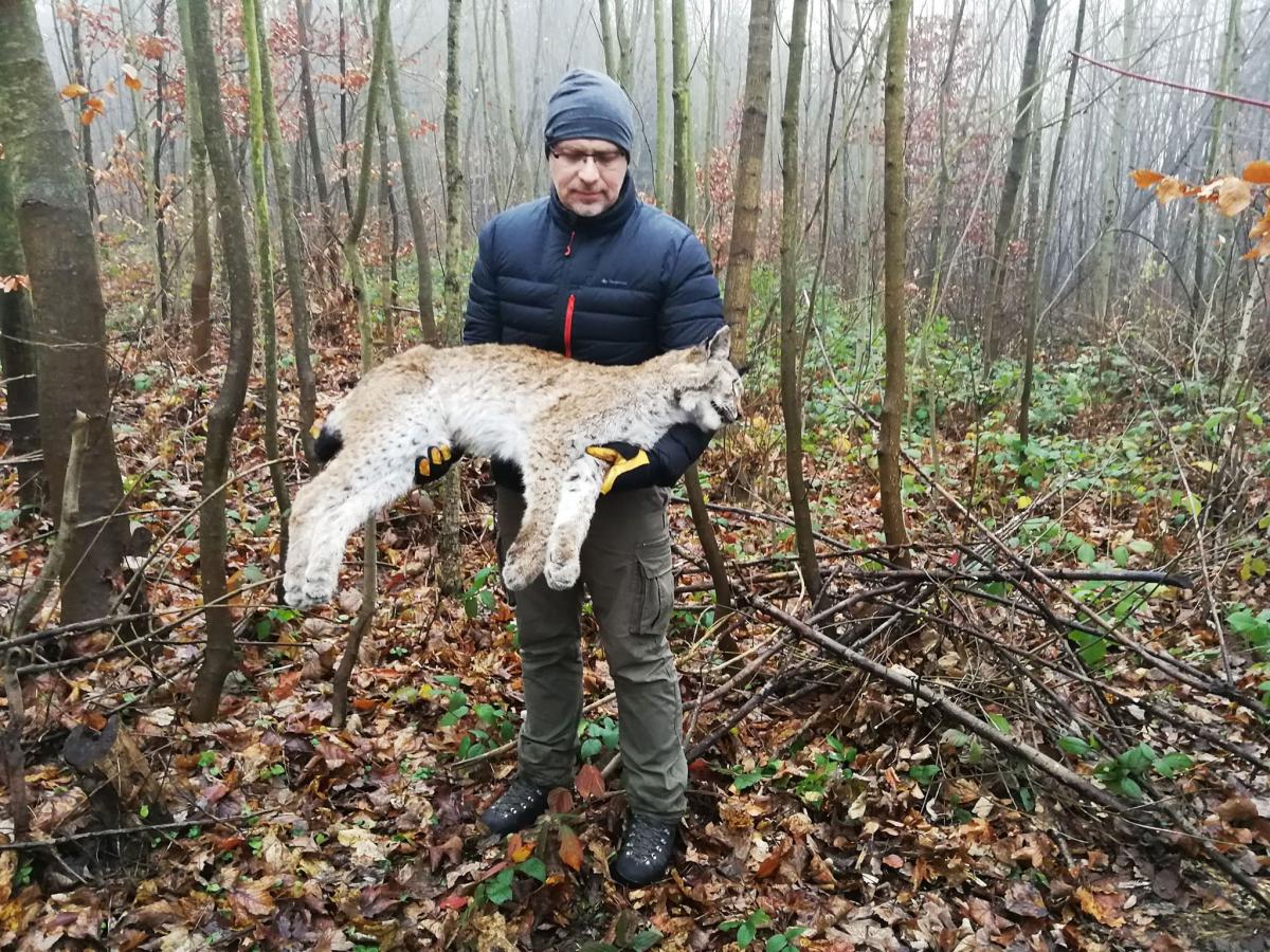 W okolicach Horyńca-Zdroju, już na Roztoczu, na ruchliwej drodze krajowej nr 17, pod kołami samochodu zginęła dorosła rysica.<br/>fot.www.horyniec.info.pl