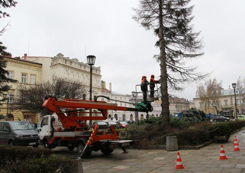 Wycięcie drzew na Rynku ma zostać zrekompensowane nasadzeniami w innych częściach miasta.

<br/>fot.UM Jarosław