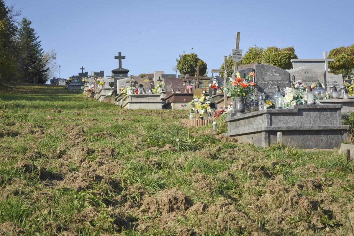 Dziki ryją w ziemi, ale bardzo blisko grobów. Nietrudno się dziwić, że ludzie boją się, że mogiły mogą zostać naruszone.  <br/>fot.Paweł Bugira