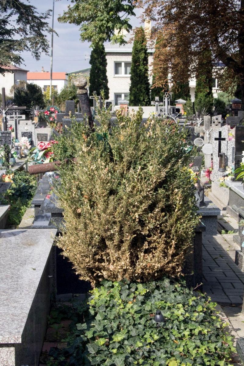 Największe skupisko zaatakowanych bukszpanów znajduje się na cmentarzu.<br/>fot.Bartłomiej Pacek