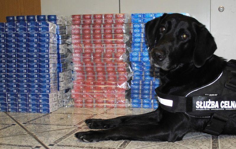Gina ma znakomity węch. Ma 6 lat i jest pięknym labradorem.<br/>fot.KAS Rzeszów
