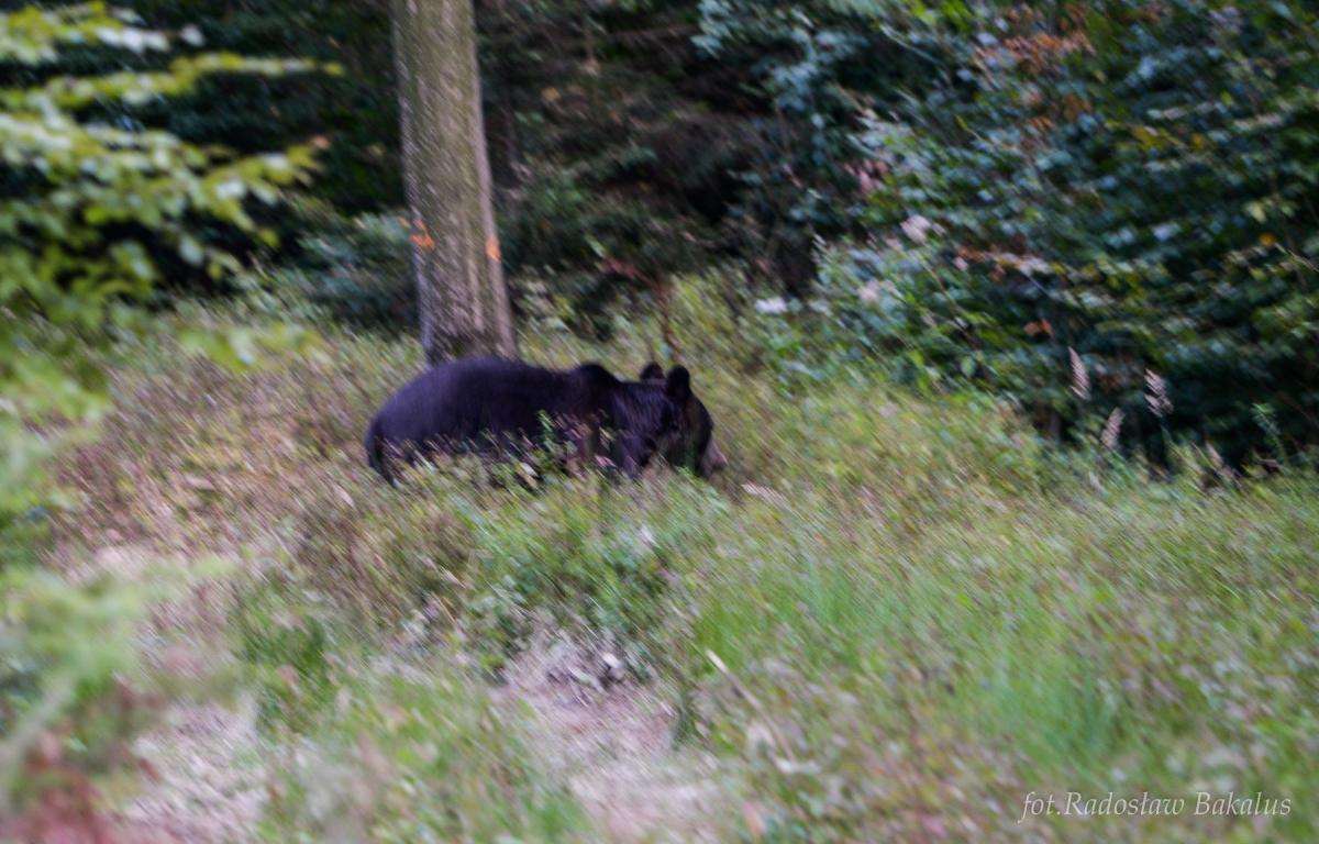 Napotkany przez fotografa niedźwiedź poszedł w swoją stronę. <br/>fot.Radosław Bakalus