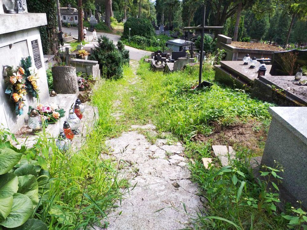 Zbyt bujna roślinność to także problem, występujący na Cmentarzu Głównym przy ulicy Słowackiego w Przemyślu.<br/>fot.Mariusz Godos