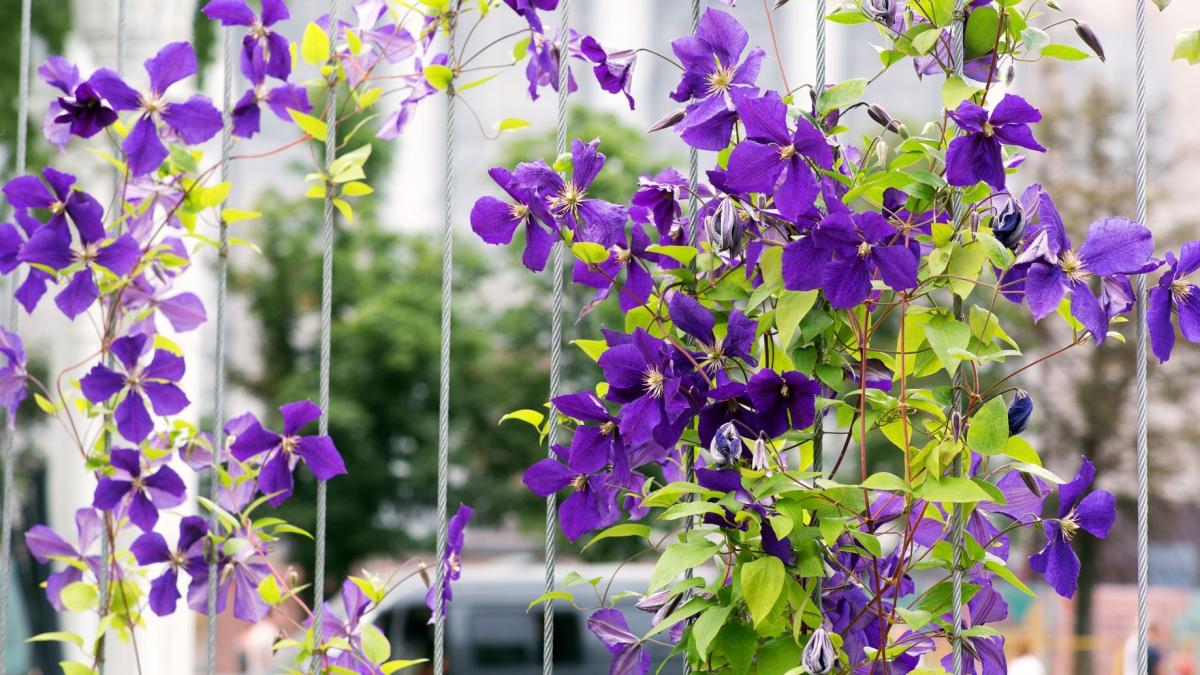Clematis Polish Spirit. Sadząc powojniki w donicach, warto pamiętać, że podstawy pędu pnącza powinny pozostawać w cieniu, a wyższe pędy i kwiaty – w słońcu.