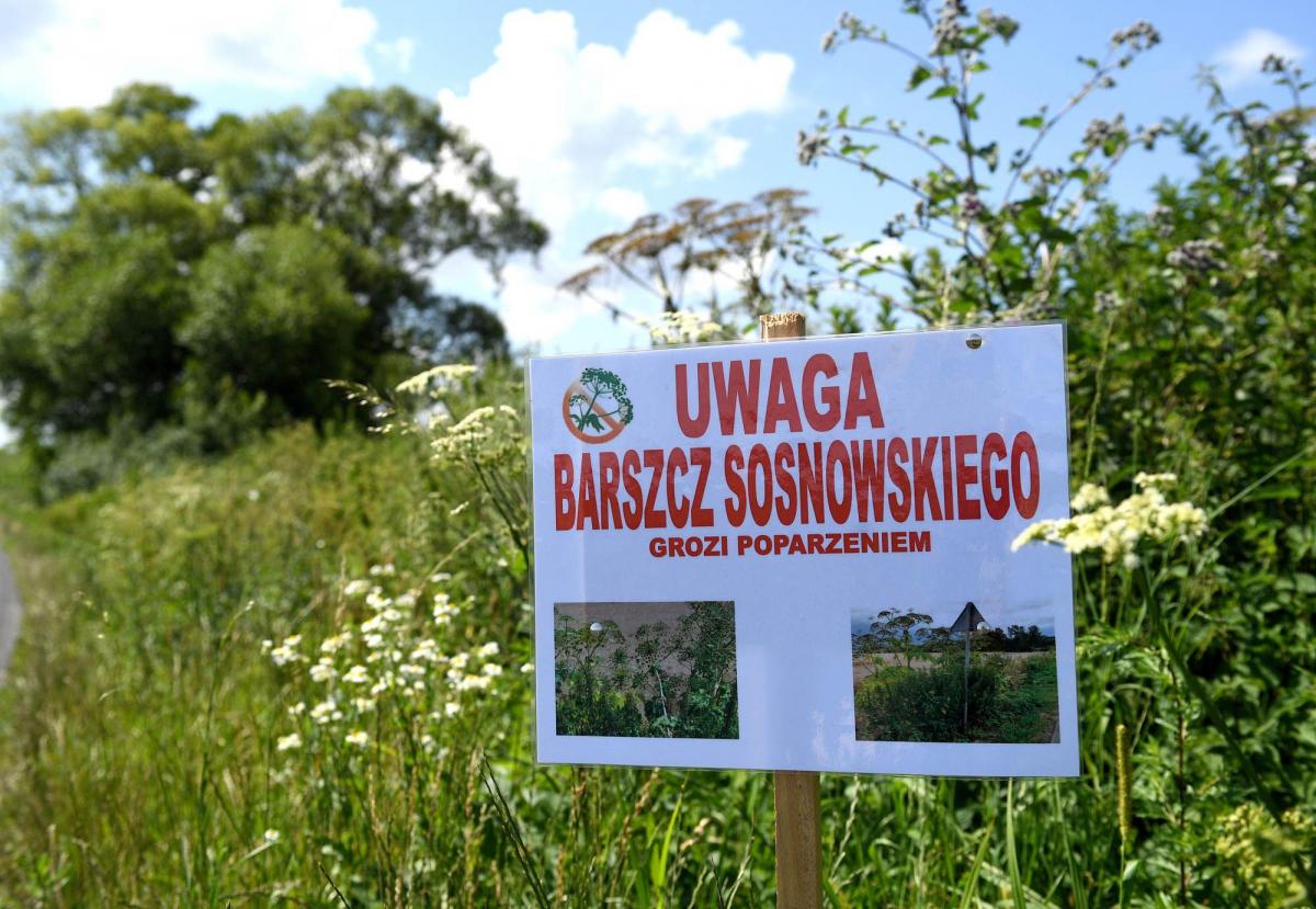 Władze gminy Fredropol zadecydowały o ustawieniu tabliczek ostrzegających przed barszczem Sosnowskiego. To jeden z elementów programu jego zwalczania. Teraz czas na radykalniejsze działania.<br/>fot.zbiory własne