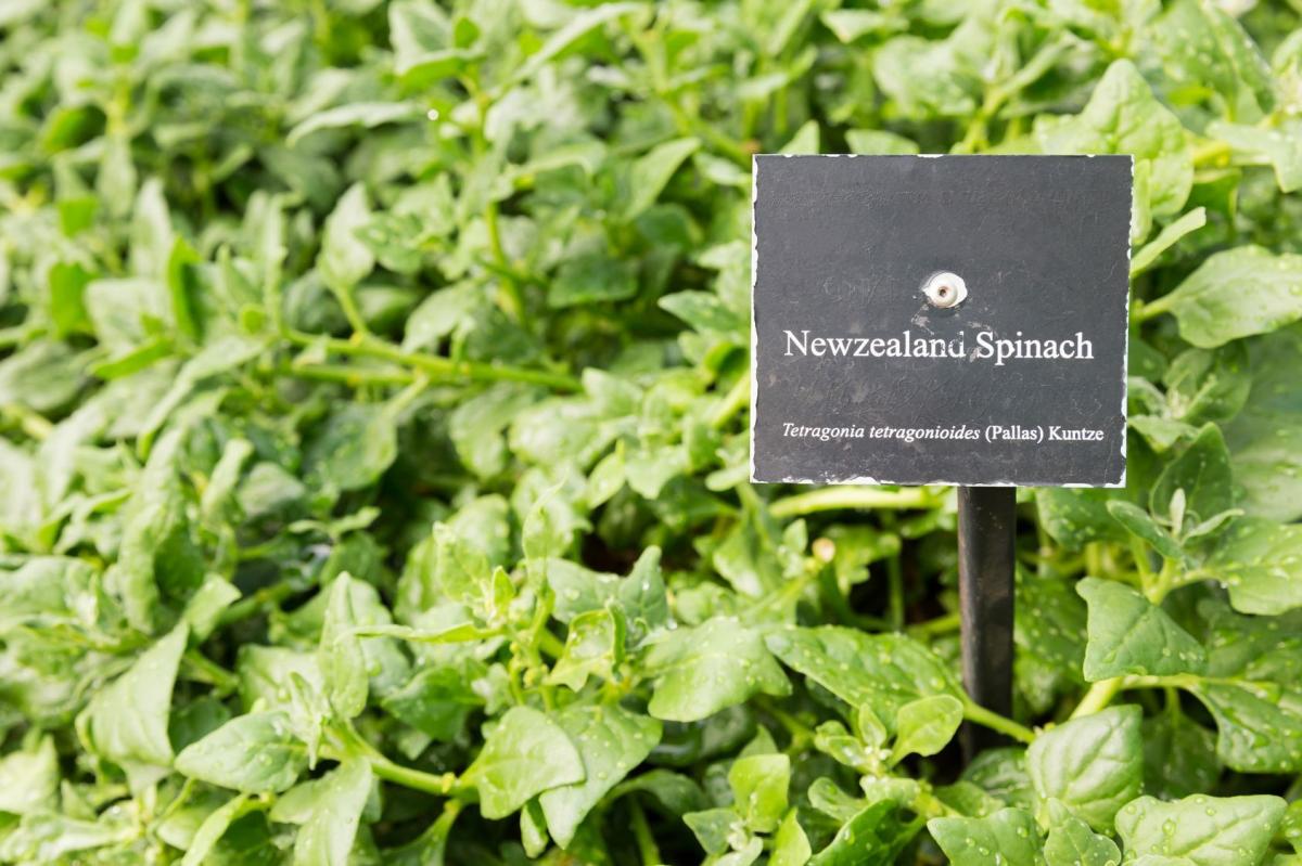 Szpinak nowozelandzki, czyli trętwian czterorożny  (Tetragonia tetragonioides).