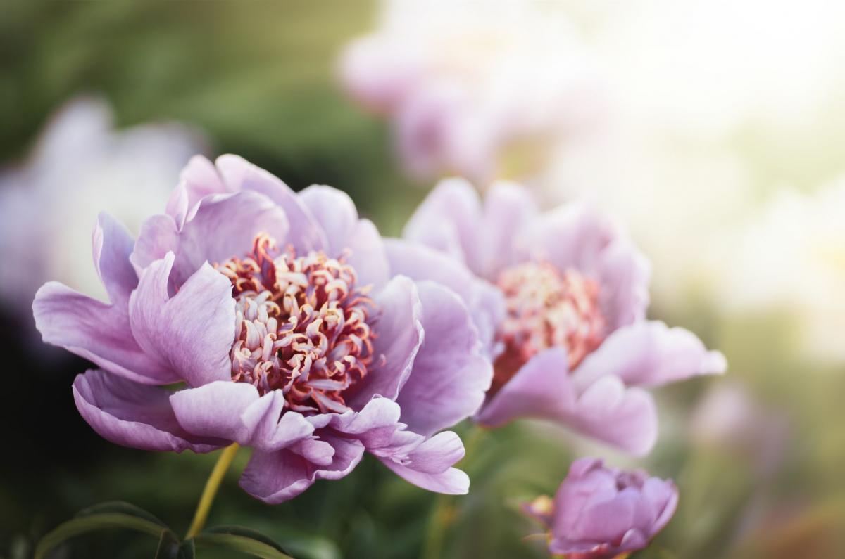 Piwonie (peonie) to cesarskie rośliny Chin i Japonii. Miały tam niegdyś wartość złota, były przekazywane w spadku lub posagu, a po dziś dzień są symbolem dobrobytu, zdrowia i dobrego zamążpójścia. 