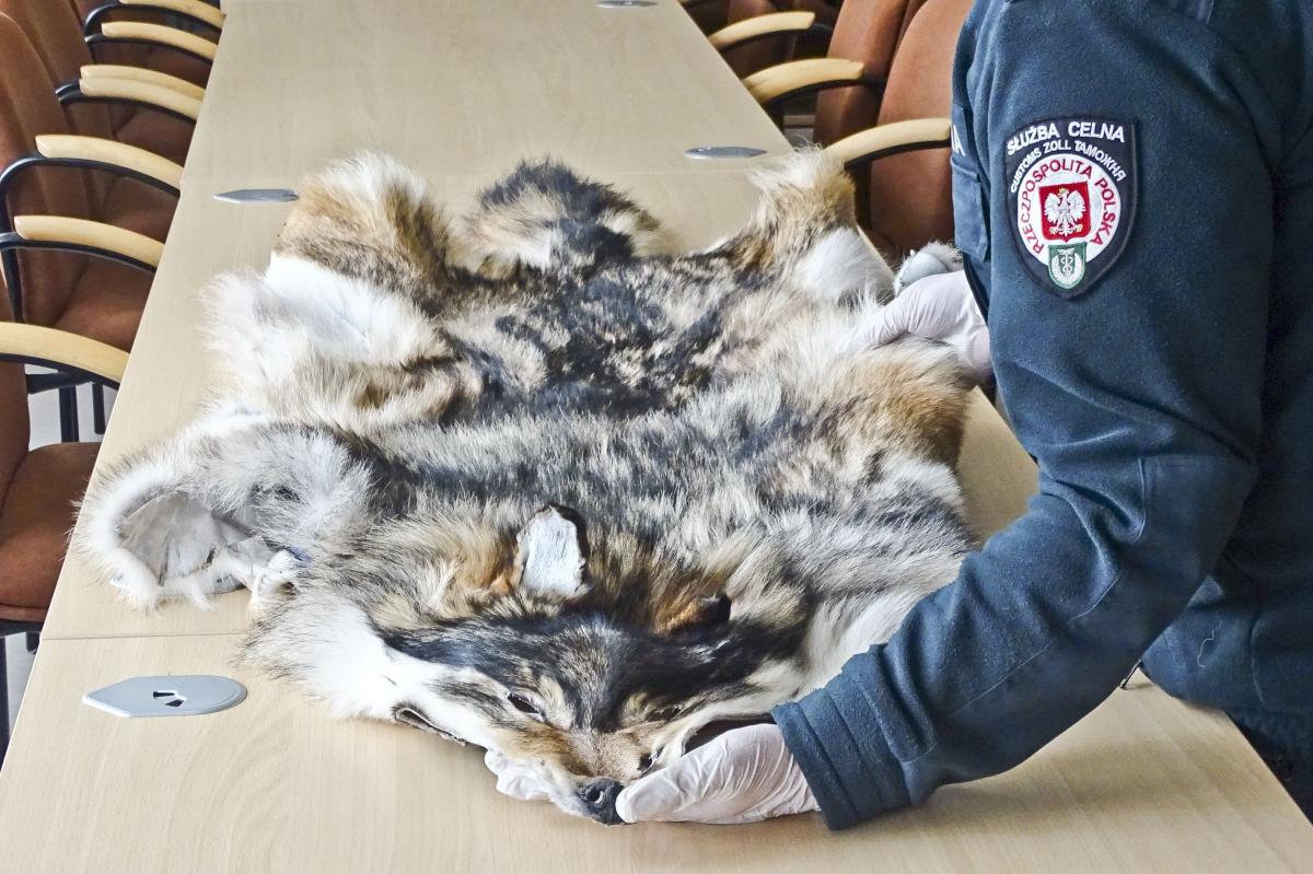 Skóra wilka, którą przewoził 67-latek.<br/>fot.serwis KAS