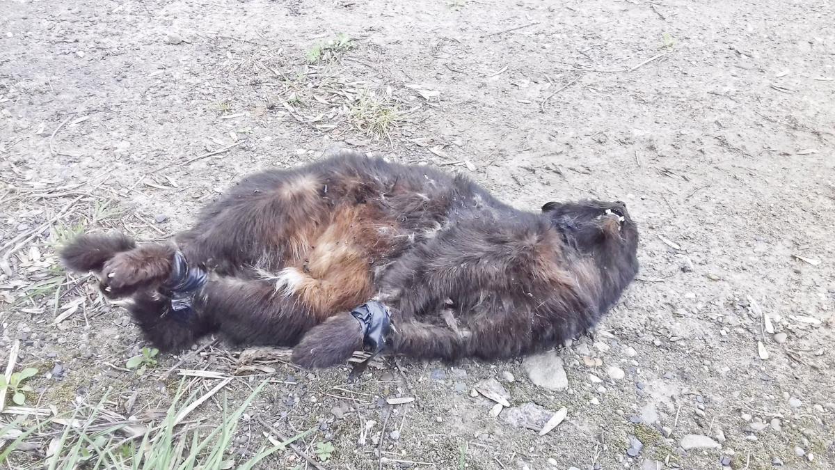 Na Bakończycach, w okolicach rampy kolejowej w Przemyślu, została znaleziona kotka. Łapki miała zaklejone taśmą izolacyjną. Prawdopodobnie była w ciąży.<br/>fot.ze zbiorów własnych