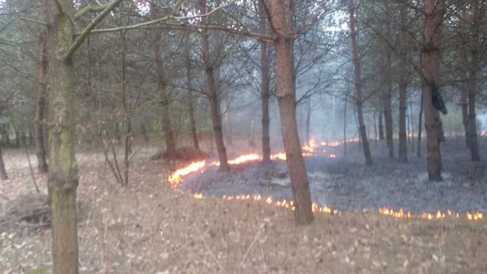 Strażacy walczyli z pożarem lasu w okolicy Tryńczy.<br/>fot.OSP KSRG Tryńcza