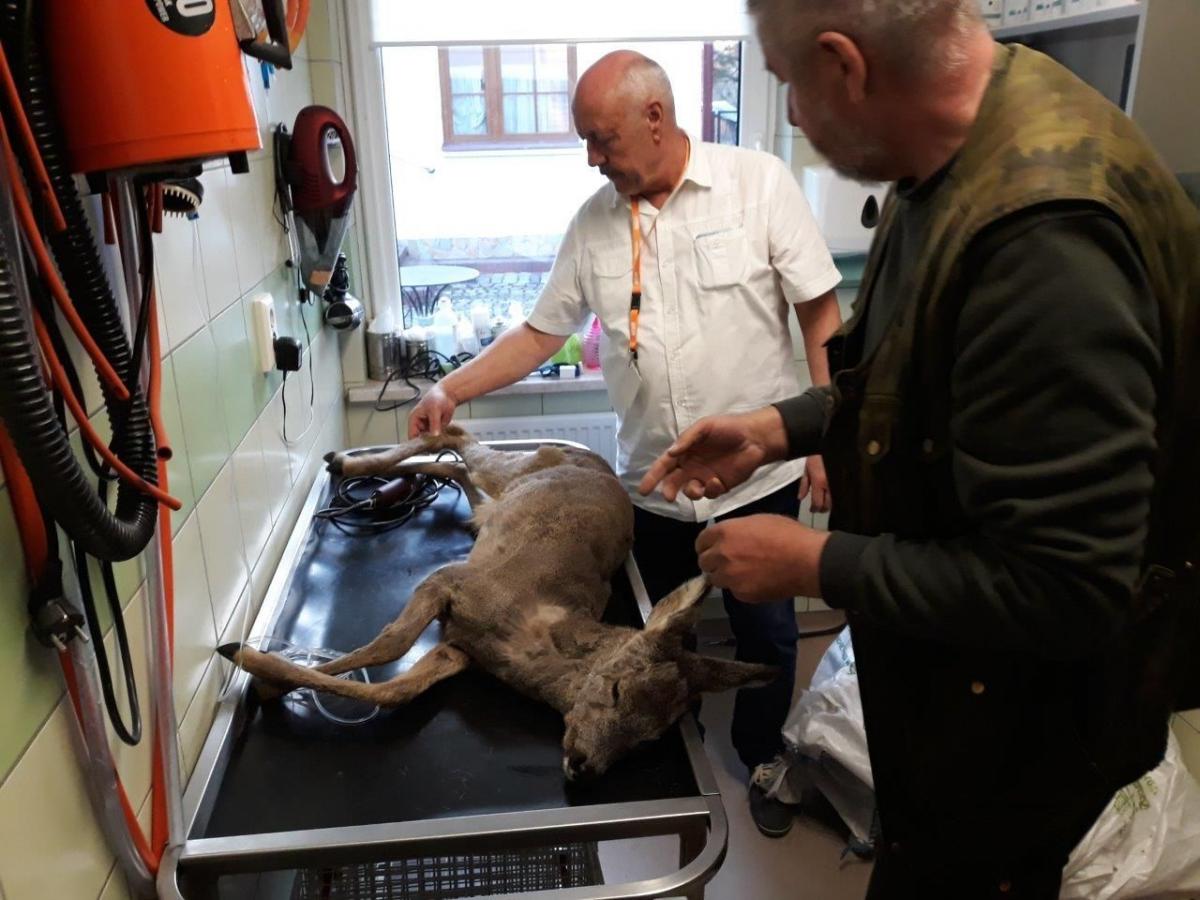 Rannymi zwierzętami zajęli się specjaliści z Ośrodka Rehabilitacji Zwierząt Chronionych w Przemyślu.<br/>fot.RDLP Krosno