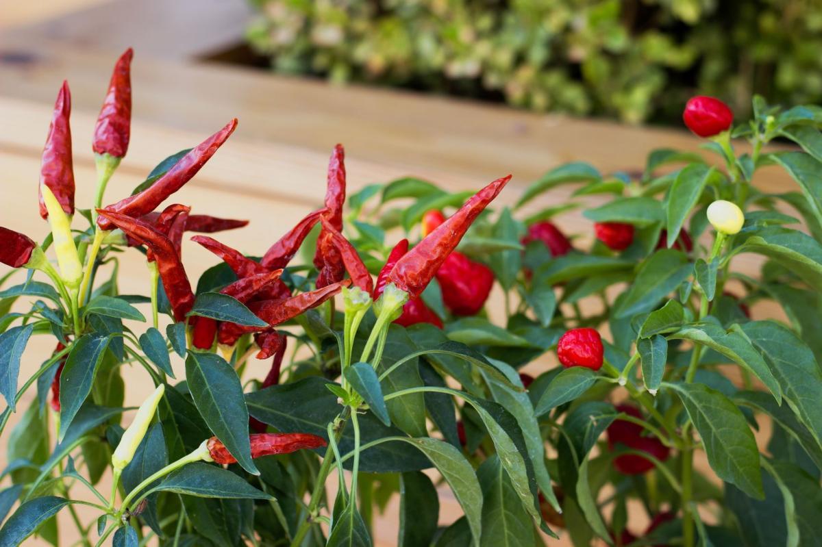 Paprykę chili powinno się uprawiać w miejscach słonecznych, ciepłych, osłoniętych od wiatru. W takich warunkach mamy największe szanse na bogaty plon. 