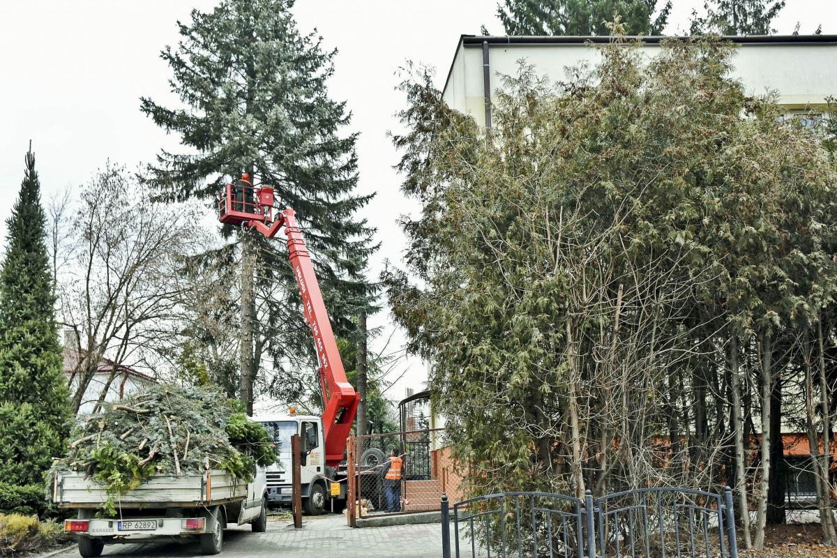 14 lutego, wczesne popołudnie. Trwa obcinanie gałęzi świerków.<br/>fot.Paweł Bugira