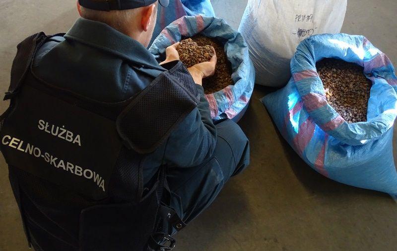 W skrytkach samochodu ukryto 275,30 kg bursztynu.  <br/>fot.KAS 