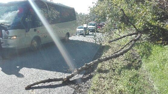 W Niwistce przed nadjeżdżający autobus na jezdnię nagle spadło drzewo.<br/>fot.KPP Brzozów