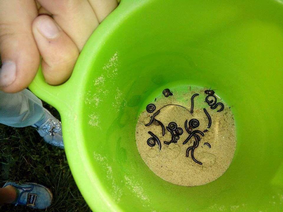 Dzieci bawią się w piaskownicy, ale, niestety, nie same, a z jakimiś robalami.<br/>fot.ze zbiorów własnych