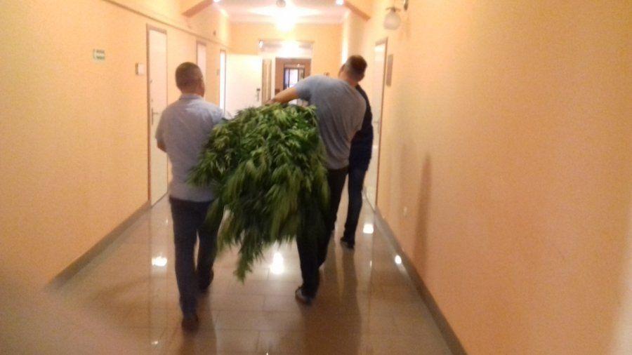 Niektóre krzewy konopi indyjskich osiągnęły wysokość blisko 3 metrów. <br/>fot.KMP Przemyśl
