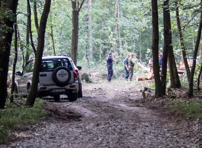 Wycinkę zastopowała akcja straży leśnej i policji.<br/>fot.Bartłomiej Pacek