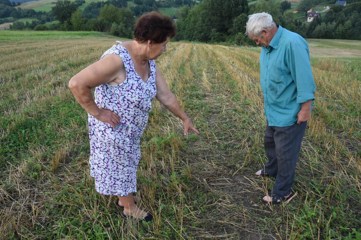 Państwo Fedków na ściernisku pokazują wymłócony przez gradobicie owies.<br/>fot.Paweł Bugira