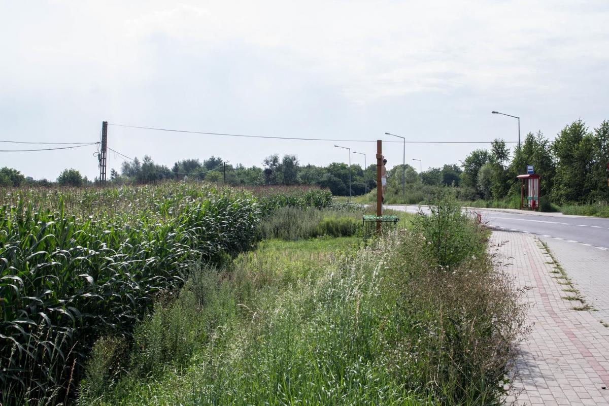 Na działce wskazanej przez miasto pod inwestycję rośnie kukurydza.Niestety tak już zostanie.<br/>fot.Bartłomiej Pacek