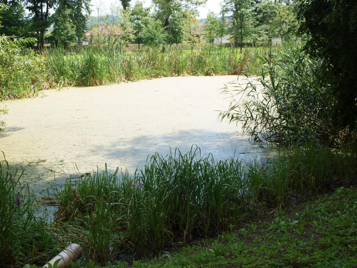 Jeden z nieogrodzonych stawów na terenie parku, tuż obok szkoły. Dzieci każdego dnia przechodzą tamtędy, idąc na skróty.<br/>fot.Mariusz Godos