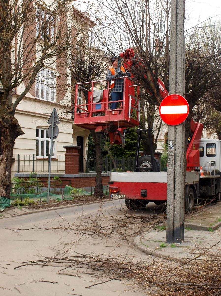 17 kwietnia br. tuż po godzinie 8. Ekipa prowadząca prace pielęgnacyjne przy lipach przy ulicy Barskiej w Przemyślu. <br/>fot.Mariusz Godos