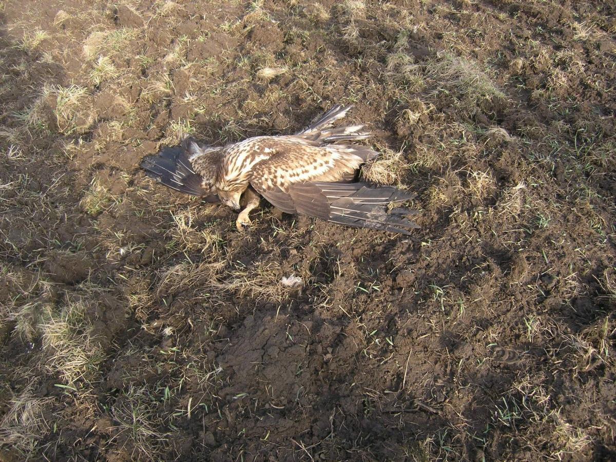 To już piąty martwy bielik. Dla środowiska to olbrzymia strata – ptaki te są pod ochroną. 

<br/>fot.Nadleśnictwo Narol