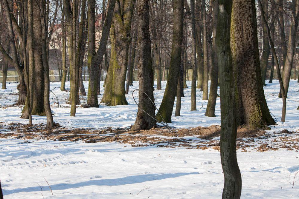Prace naprawcze w parku wykonano. Powrót do prac nad rewitalizacją ma nastąpić lada dzień.<br/>fot.Bartłomiej Pacek