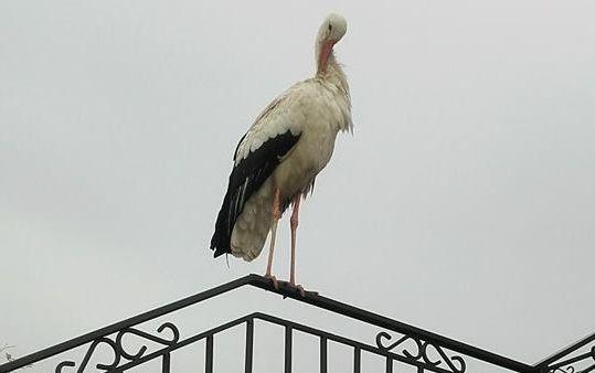 <br/>fot.wysłane przez Czytelniczkę