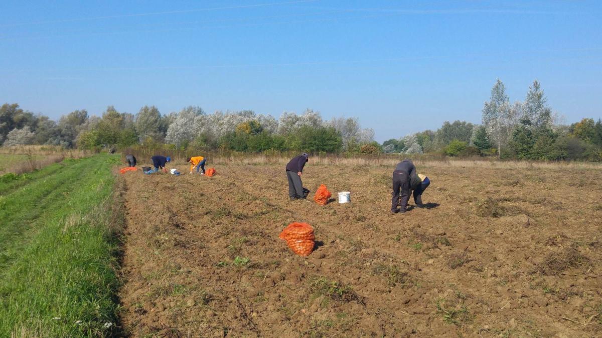 W gminnych wykopkach wzięły udział przede wszystkim osoby bezrobotne, nieposiadające stałego źródła dochodu.<br/>fot.UG Tryńcza