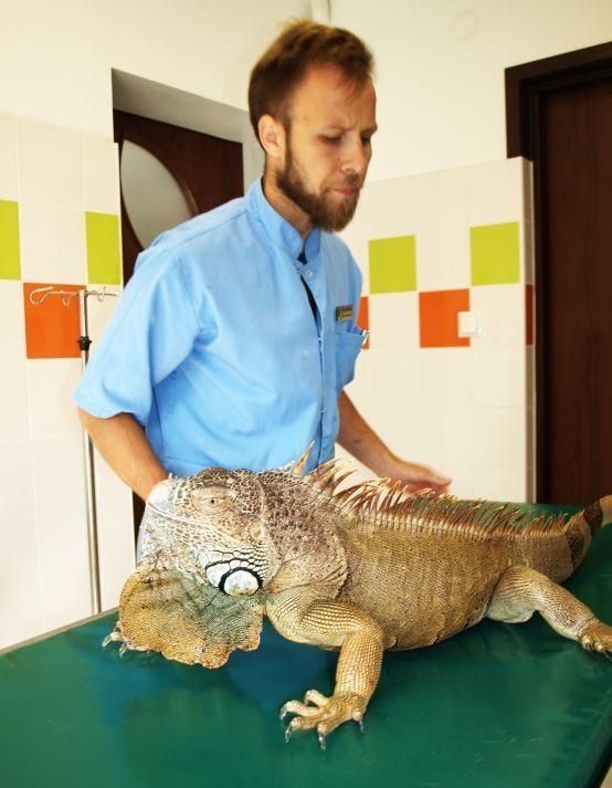 Legwan zielony o wdzięcznym imieniu „Leoś” to jak na razie największe wyzwanie Gabinetu Weterynaryjnego „rzeKotka” w Żurawicy.<br/>fot.Mariusz Godos