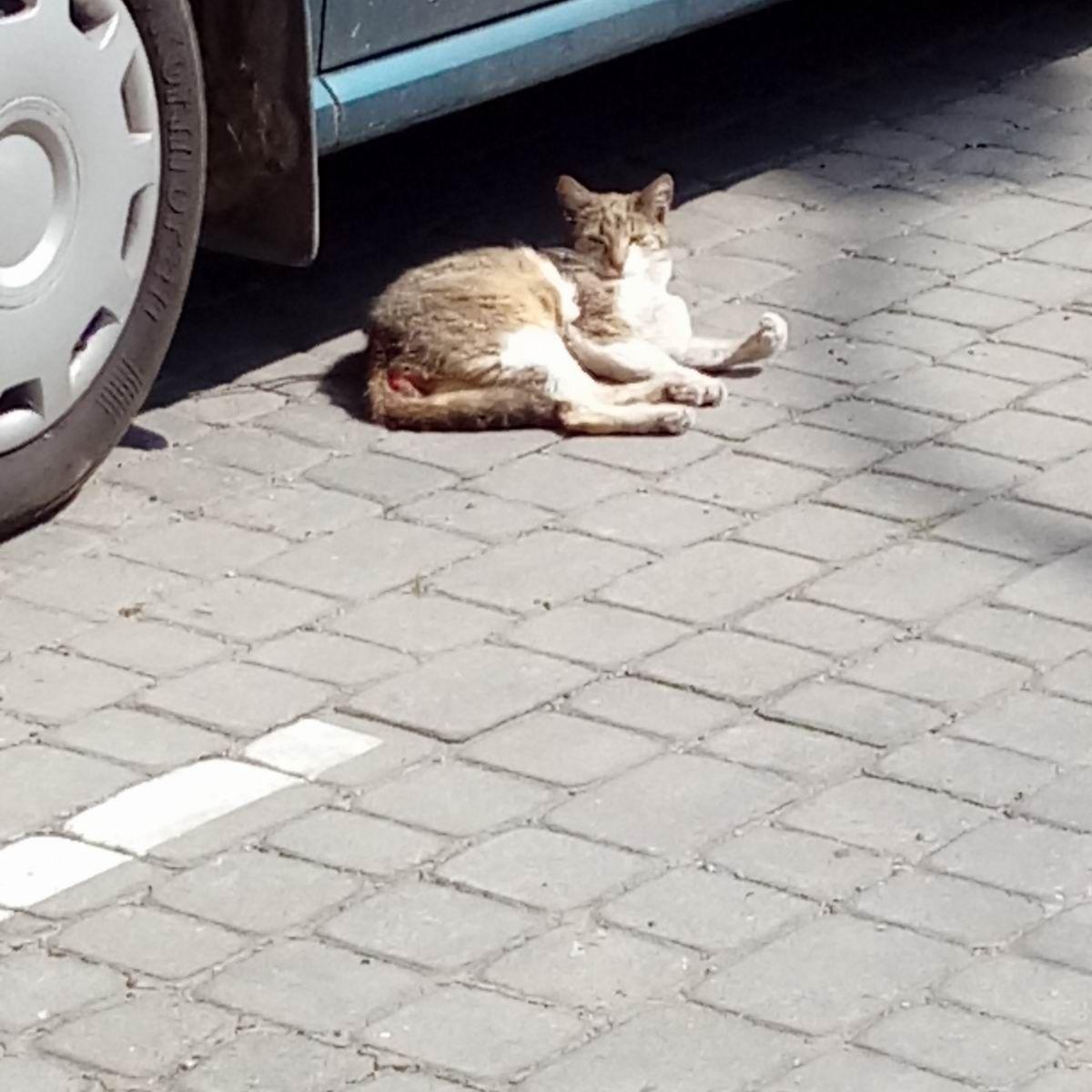 Mieszkańcy dokarmiają rannego kota. Udało im się go też sfotografować, ale zwierzę nie daje się złapać. <br/>fot.wysłane przez Czytelniczkę