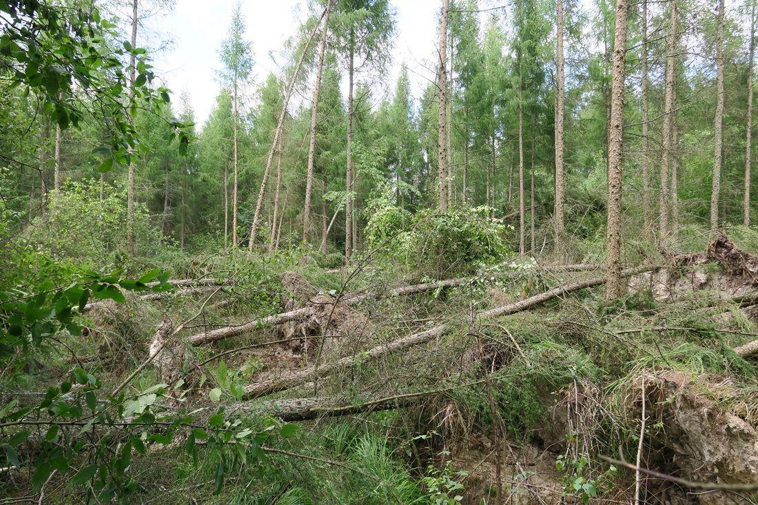 <br/>fot.Tomasz Uszkowski / Nadleśnictwo Oleszyce