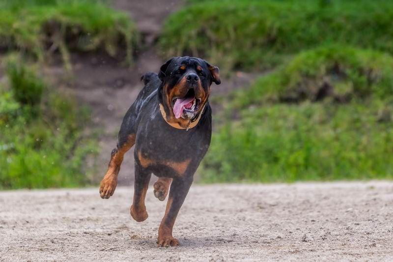 Rottweiler należy do rasy psów uznawanych za agresywne. <br/>fot.ze zbiorów własnych
