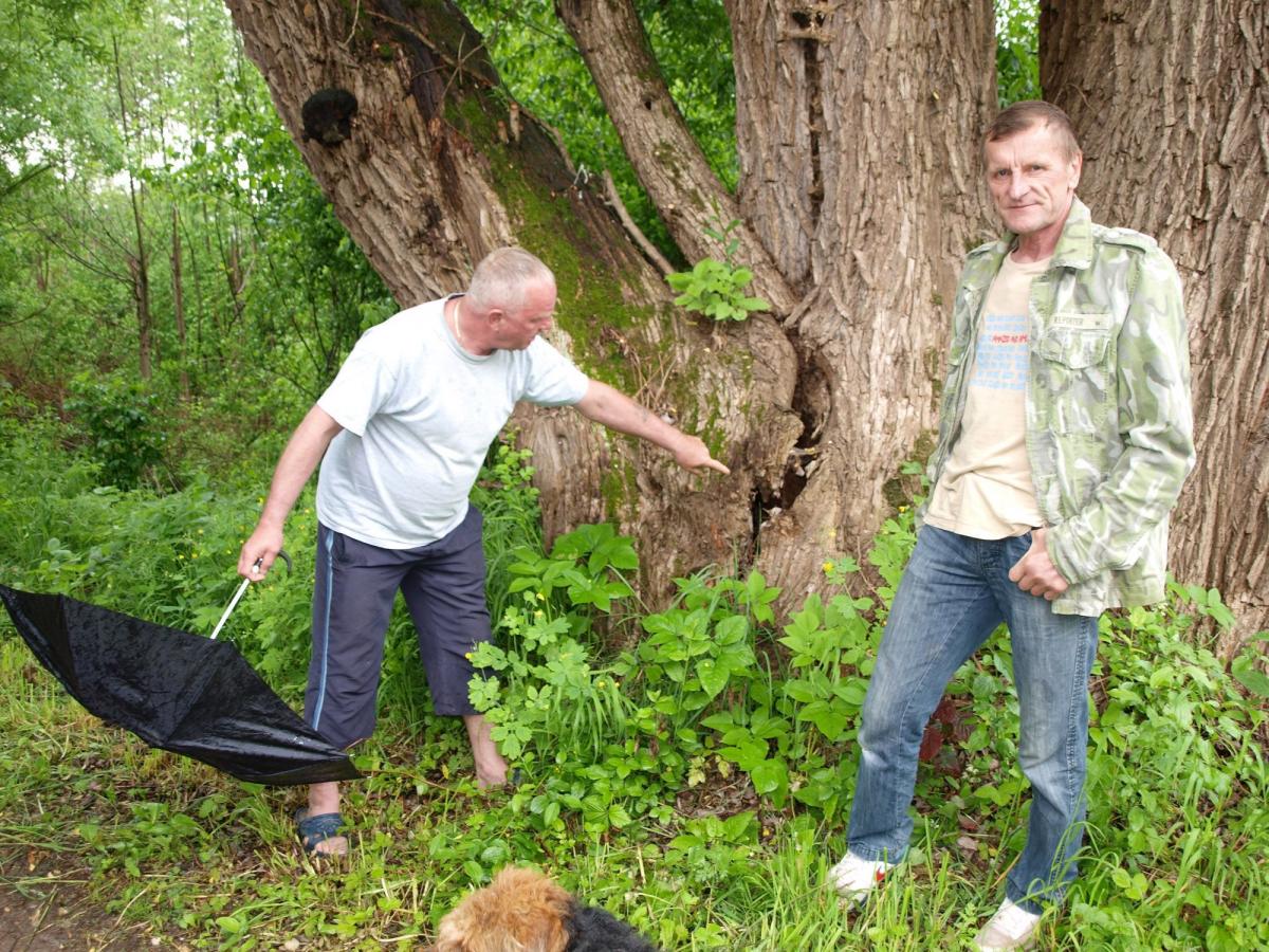 – Ta wierzba ma około siedem i pół metra w obwodzie. Mierzyliśmy. Rozmawiałem z radnym powiatowym na ten temat Władysławem Maciupą. Także chodził w tej sprawie zarówno do obecnego, jak i poprzedniego wójta. Bez odzewu – mówią Bolesław Urban (z lewej) i Czesław Barszczak.<br/>fot.Mariusz Godos