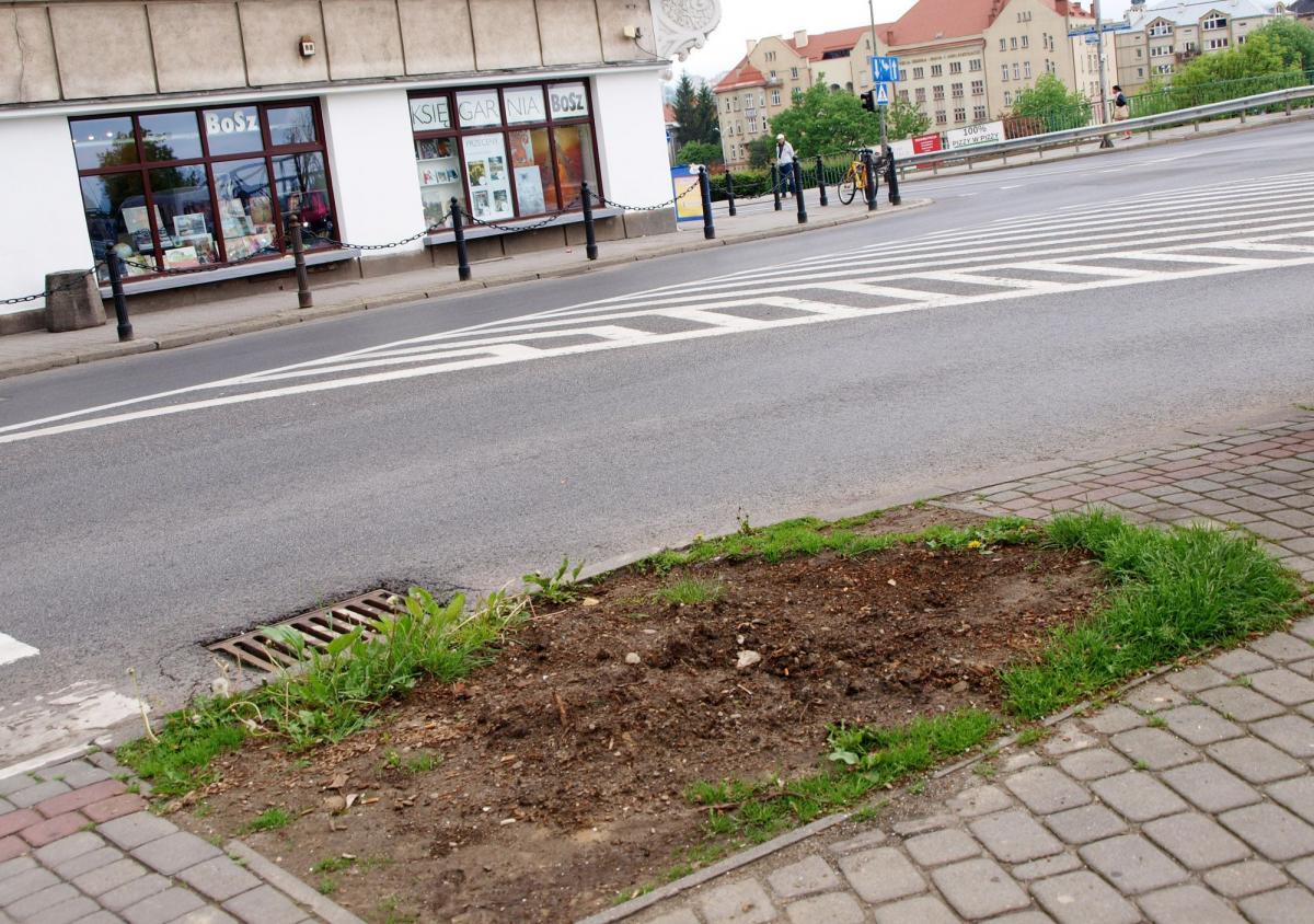 Jeszcze niedawno w tym miejscu stała dorodna lipa. Musiała zostać wycięta, ale zostało posadzone nowe drzewko. Jedno, drugie, potem trzecie. Za każdym razem usychało.<br/>fot.Mariusz Godos