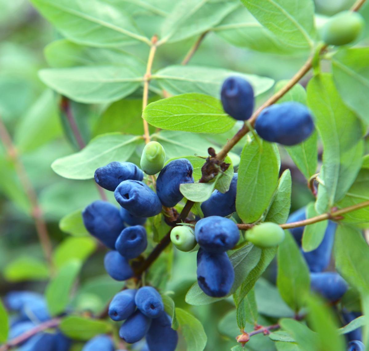 Jagoda kamczacka (<i>Lonicera caerulea L. var. kamtschatica Sevast.</i>) to odmiana wiciokrzewu sinego. W Polsce znana również pod nazwami suchodrzew jadalny i wiciokrzew kamczacki.