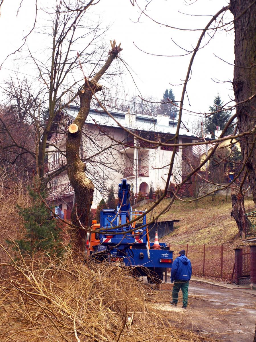 Na terenie miasta są sytuacje, kiedy zrobienie porządku w drzewostanach jest konieczne.<br/>fot.Mariusz Godos