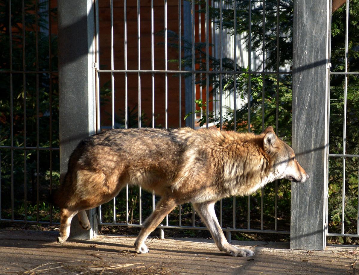 Specjaliści z Ośrodka Rehabilitacji Zwierząt Chronionych w Przemyślu uratowali drapieżnikowi życie, ale nie udało się go przywrócić naturze.<br/>fot.zbiory własne