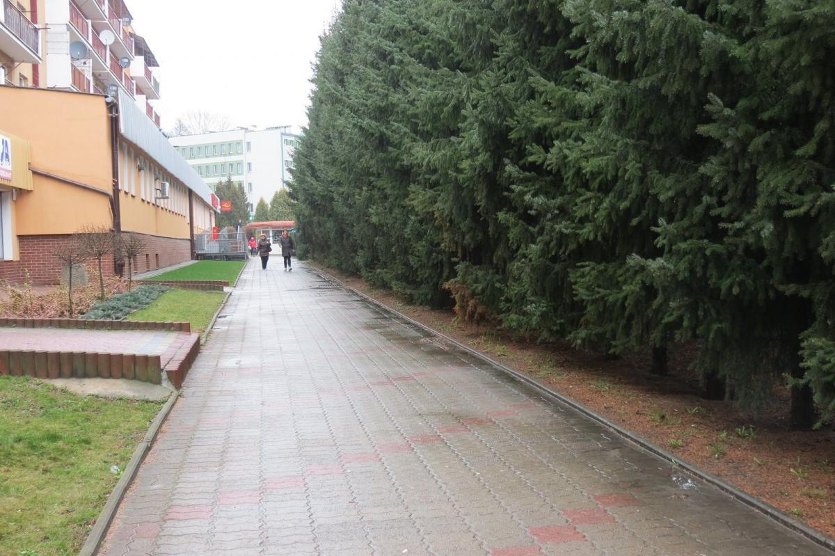Mężczyzna ukrywał się między gęsto porośniętymi drzewami przy ul. Jagiellońskiej.<br/>fot.Barbara Chmura