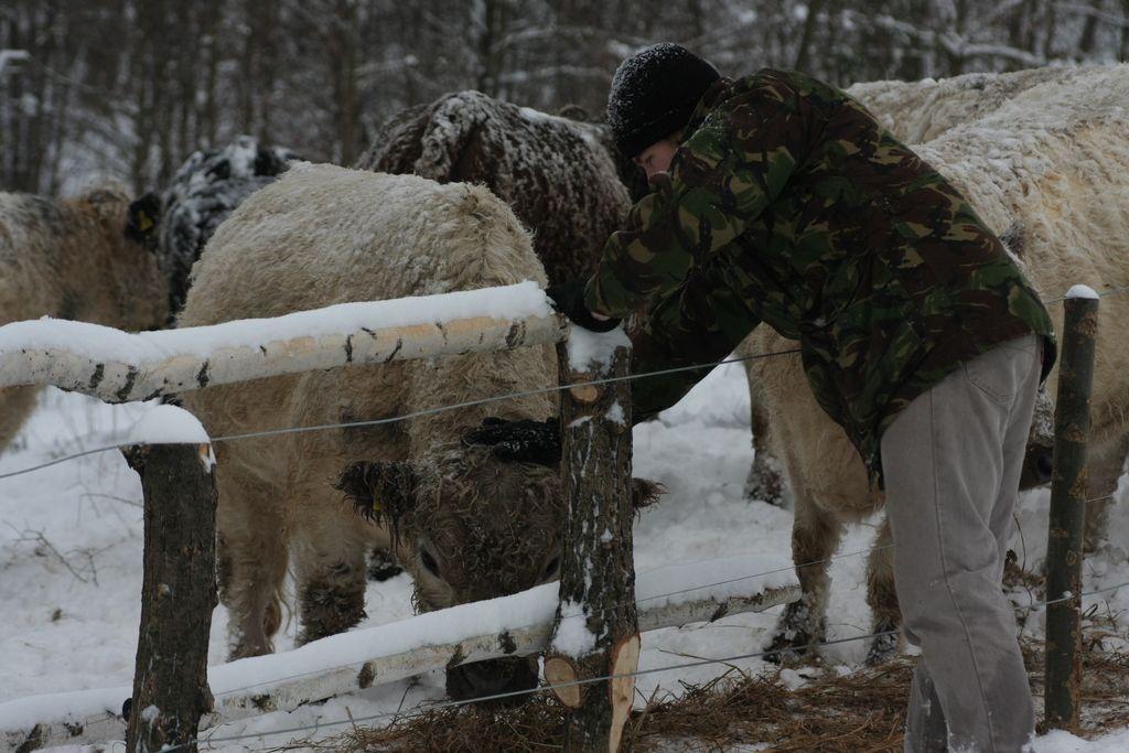 Hodowla bydła rasy Galloway i innych prymitywnych odmian może być szansą dla małych gospodarstw.<br/>fot.dzikiekrowy.pl