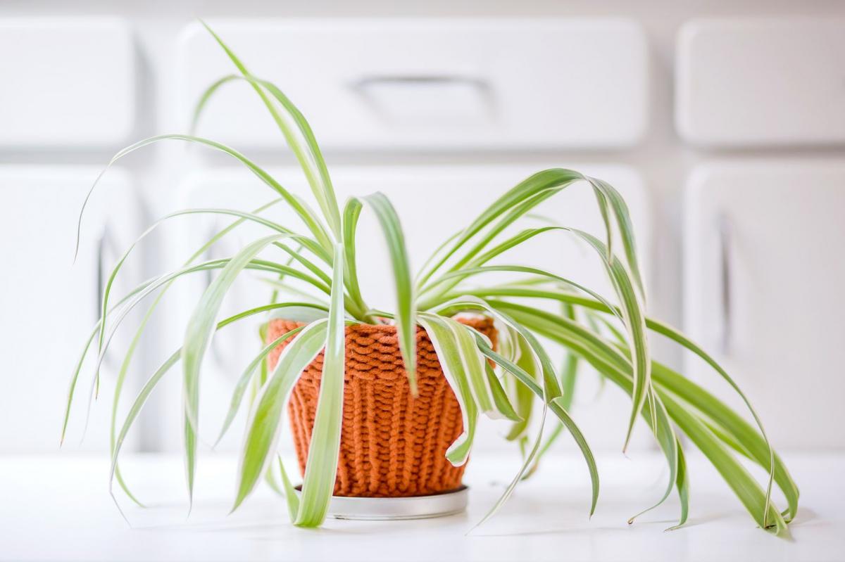 Zielistka Sternberga, zielistka czubiasta (Chlorophytum comosum). Tworzy kępy łukowato wygiętych, wąskich liści, zwykle zielonych z szerokim biało-kremowym pasem pośrodku. Eliminuje z powietrza formaldehyd, czad oraz różnego rodzaju toksyny.