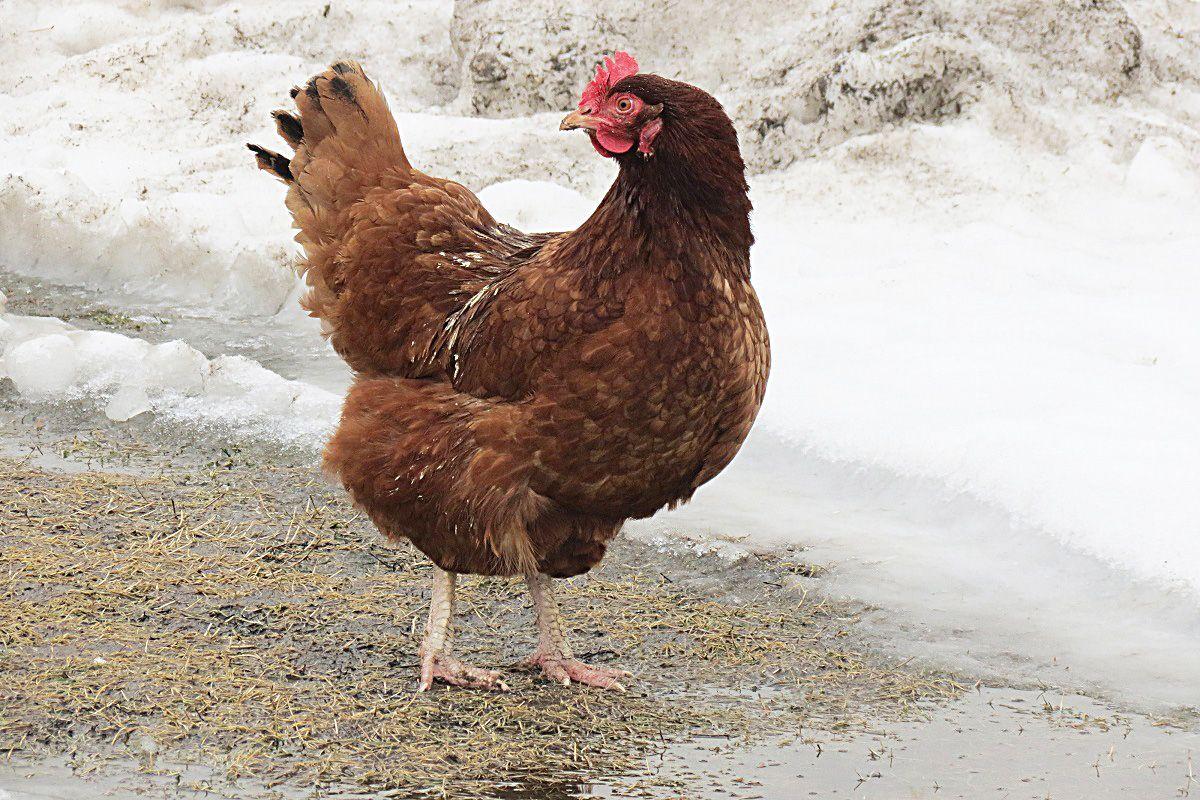 Czwarte ognisko grypy ptaków podtypu H5N8 stwierdzono w gospodarstwie w Siennowie, w którym było 20 sztuk drobiu. <br/>fot.Barbara Chmura