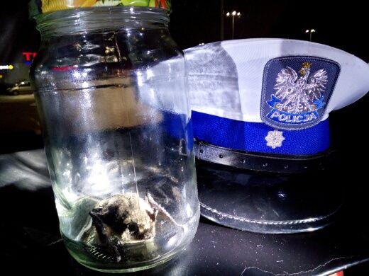 Młody nietoperz nie był agresywny i wyglądał na przestraszonego. Policjanci odtransportowali go do lecznicy dla zwierząt.<br/>fot.KMP Przemyśl