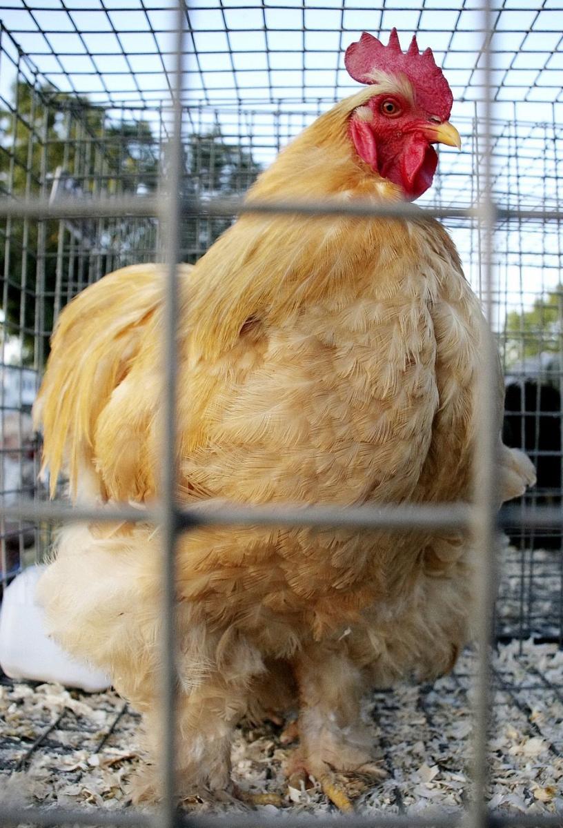 Niepokój hodowców powinny wzbudzić następujące okoliczności i objawy u ptaków: zwiększone padnięcia ptaków w gospodarstwie, spadek dziennej produkcji jaj, spadek przyjęcia paszy lub wody, objawy kliniczne u ptaków: drgawki, skręty szyi, paraliż nóg i skrzydeł, niezborność ruchów, duszność, sinica, w