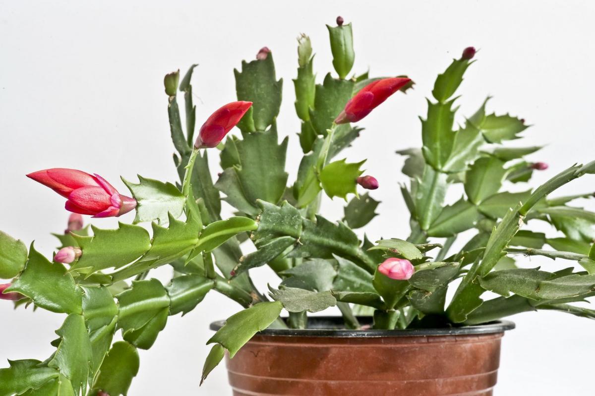 Grudnik pochodzi z brazylijskich lasów tropikalnych, gdzie znany jest pod nazwą Schlumbergera truncata. 